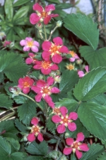 Aardbei