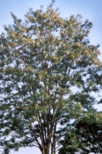 Acacia