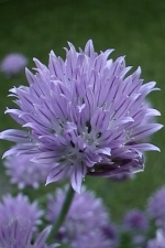 Bieslook