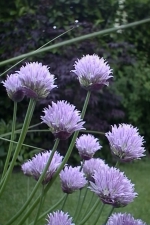 Bieslook
