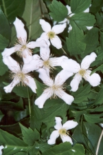 Clematis