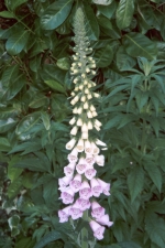 Digitalis