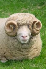 Dorset Horn
